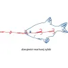Systemik do martwej rybki Dragon 12kg 50cm K.2x2 H.2+-50306
