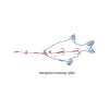 Systemik do martwej rybki Dragon 18kg 50cm K.2x2 H.1+-55882